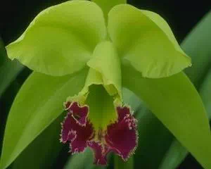 Для орхидей и комнатных растений, от Better-Gro