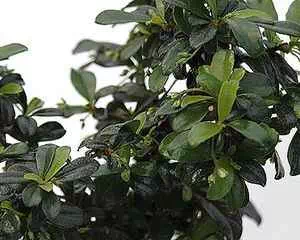 Кармона (Carmona), интересное растение