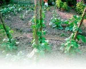 Защита огорода от вредителей бобов, о методах борьбы