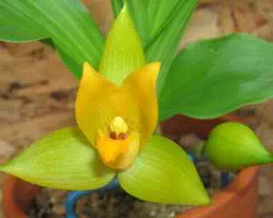 Ликаста, орхидея (Lycaste), необычное растение