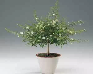 Миртовое дерево (Myrtus), уникальное растение