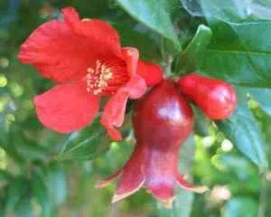 Гранат (Punica), красивые цветы