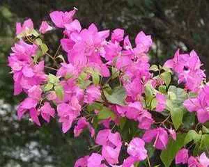 Бугенвиллея (Bougainvillea), садовые цветы