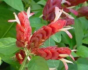 Белопероне (Beloperone), садовые цветы