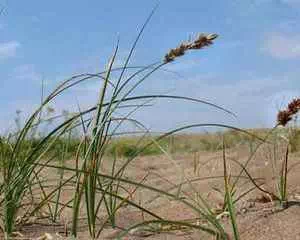 Осока песчаная, лечебная трава