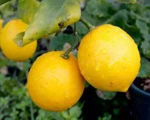 Лимон обыкновенный, семейства Рутовые