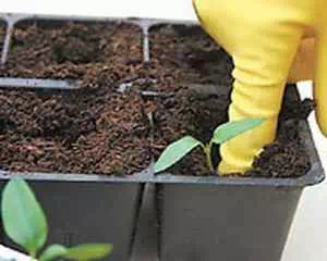 Успех выращивания семян, советы опытных