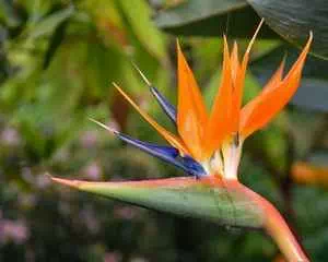 Стрелитция, (Strelitzia) или райская птица