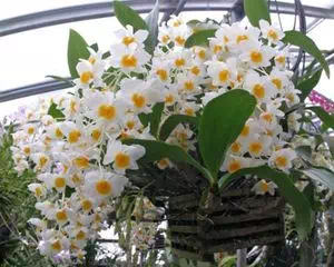 Орхидея Дендробиум (Dendrobium), красивые цветы