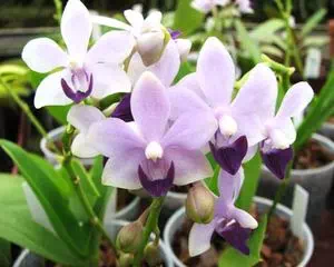 Орхидея Доритенопсис (Doritaenopsis), красивые цветы