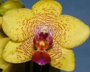 Удобрения для орхидей, от Better-Gro