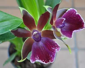 Зигопеталум - орхидея, (Zygopetalum)