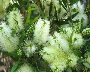Каллистемон (Callistemon), цветы для дачи