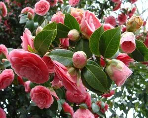 Камелия (Camellia), цветы для дачи