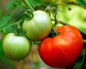 Спасаем плоды томата, от фитофтороза