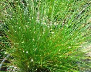 Сцирпус (Scirpus), интересное растение