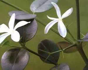 Карисса (Carissa), интересное растение