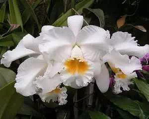 Каттлея, орхидея (Cattleya), интересное растение