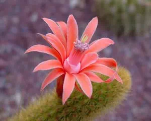Клейстокактус (Cleistocactus), красивые цветы