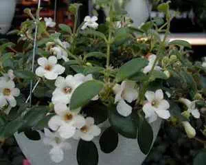 Кодонанта (Codonanthe), красивые цветы