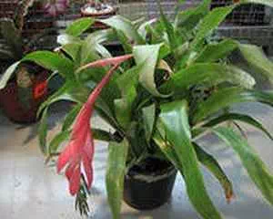 Криптантус (Cryptanthus), необычные цветы