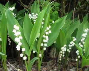 Ландыш (Convallaria), необычные цветы