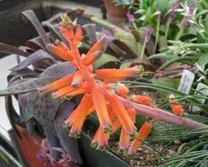 Лашеналия (Lachenalia), необычные цветы