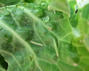 Защита огорода от вредителей капусты, о методах борьбы