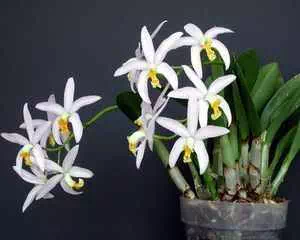Лелия, орхидея (Laelia), необычное растение
