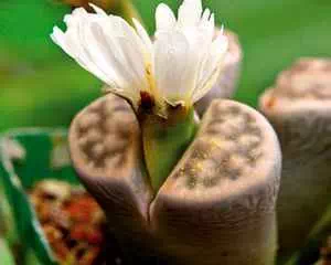 Литопс (Lithops), необычное растение