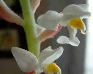 Лудизия, орхидея (Ludisia), необычное растение
