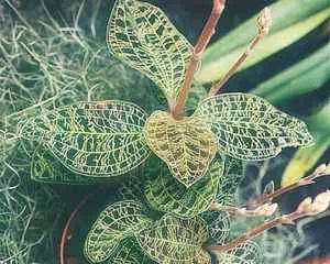 Макодес, орхидея (Macodes), необычное растение