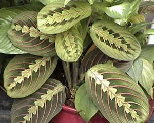 Маранта (Maranta), необычное растение