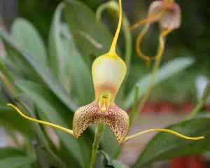 Масдевалия, орхидея (Masdevallia), уникальное растение