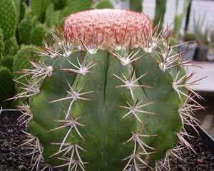 Мелокактус (Melocactus), уникальное растение
