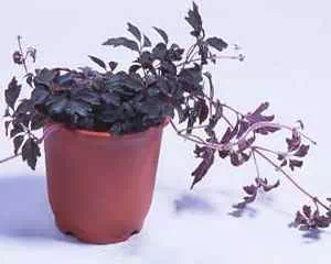 Микания (Mikania), уникальное растение