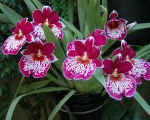 Мильтония, орхидея (Miltonia), уникальное растение