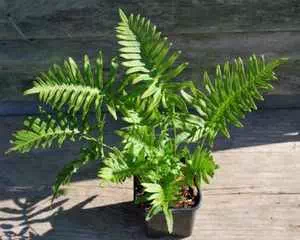 Полиподиум (Polypodium), уникальное растение