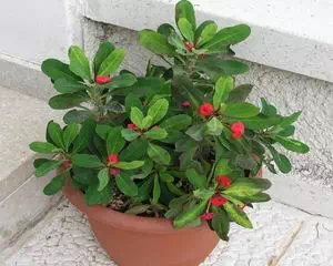 Молочай (Euphorbia), уникальное растение