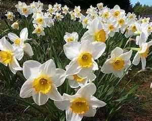 Нарцисс цветок, семейства амариллисовых