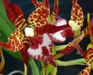 Одонтоглоссум, орхидея (Odontoglossum)