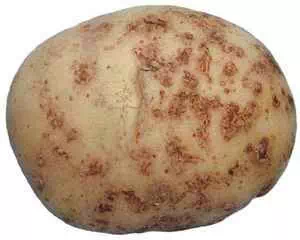 Вредоносные болезни картофеля. Кольцевая гнилость