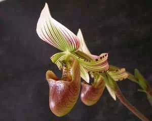 Пафиопедилюм орхидея (Paphiopedilum), венерин башмачок