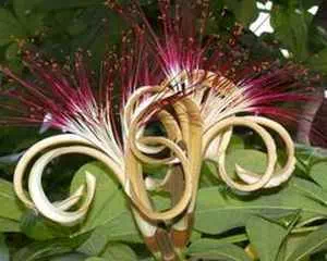 Пахира (Pachira), красивые цветы