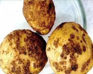 Золотистая картофельная нематода, вид нематоды