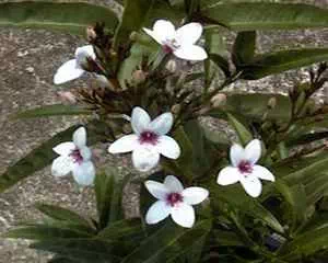 Псевдерантемум, (Pseuderanthemum)