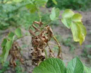 Фитофтороз картофеля, основная опасность заболевания