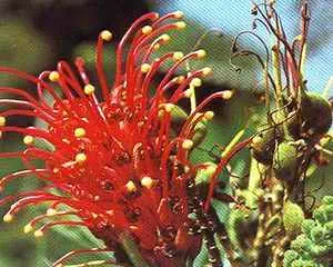 Гревиллея (Grevillea), красивые цветы