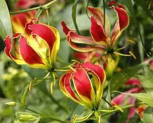 Глориоза (Gloriosa), красивые цветы