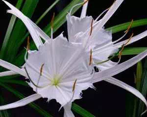 Гименокаллис (Hymenocallis), красивые цветы